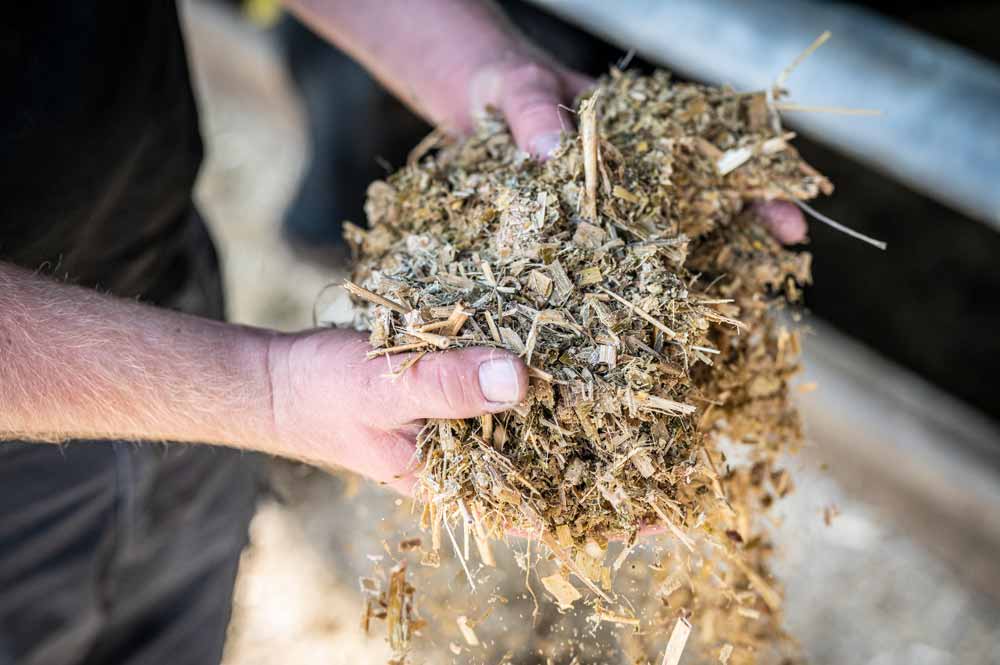 Futter für die Black Angus Rinder auf dem Hof Holtrup in Senden